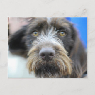Deutsche Wire Hair Pointer Postkarte