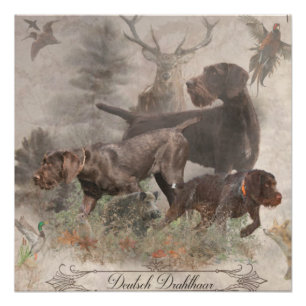 Deutscher Drahthaar Pointer Tapestry Poster