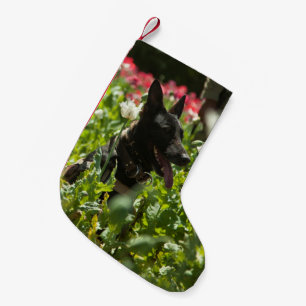 Deutscher Hirte auf einem Feld Kleiner Weihnachtsstrumpf