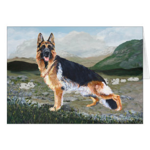 Deutscher Hirte bei der Arbeit