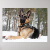 Deutscher Hirte im Schnee