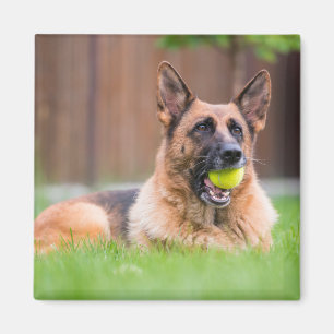 Deutscher Hirte mit Tennisball Magnet