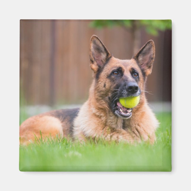 Deutscher Hirte mit Tennisball Magnet (Vorne)