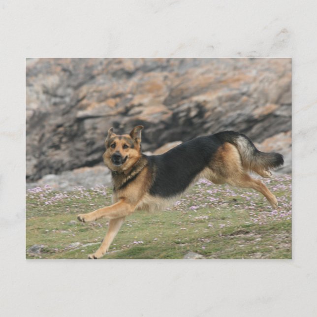 deutscher Hirte Postkarte (Vorderseite)