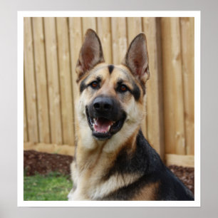 Deutscher Hirtenalarm Poster