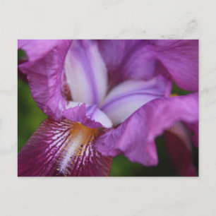 Deutscher Iris Postkarte