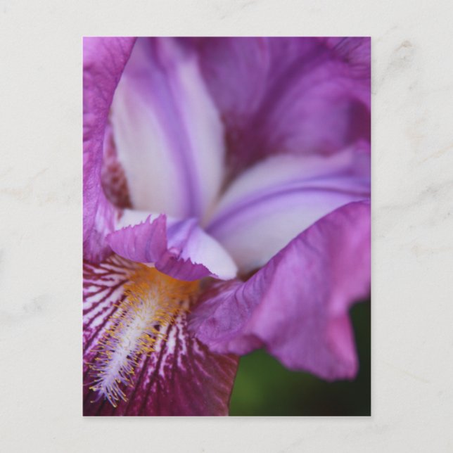 Deutscher Iris Postkarte (Vorderseite)