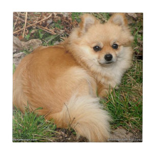 Deutscher Kleinspitz Hund Fliese