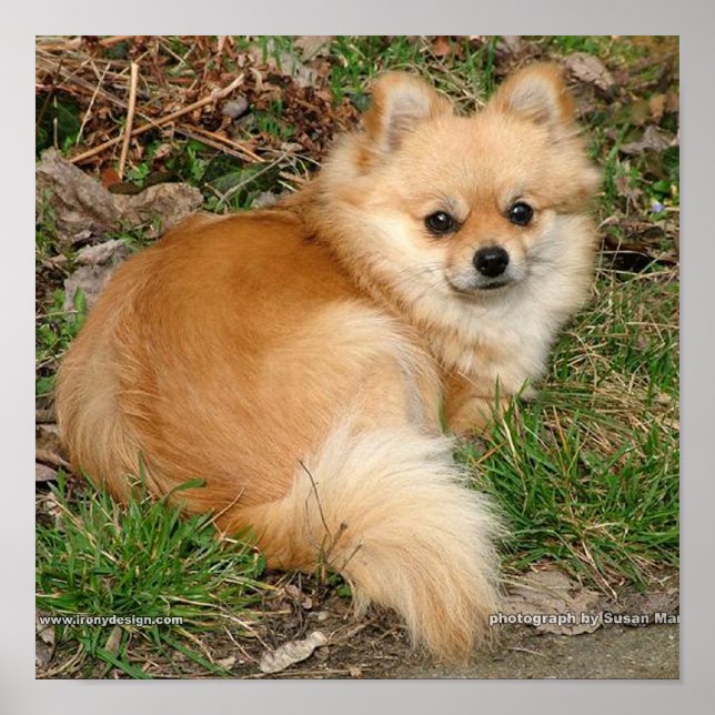 Deutscher Kleinspitz Hund Poster (Vorne)