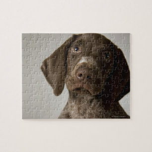 Deutscher Kurz-Haarbärlöffel Puzzle