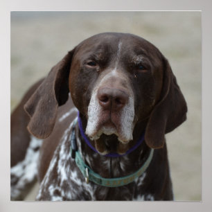 Deutscher Kurzgeber Pointer Dog Poster