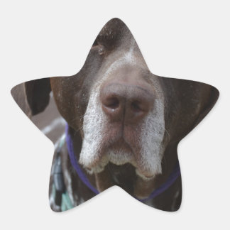 Deutscher Kurzgeber Pointer Dog Stern-Aufkleber