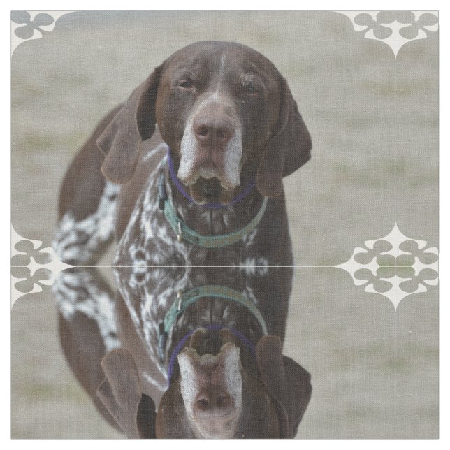 Deutscher kurzhaariger Zeiger-Hund Stoff (Nahaufnahme)
