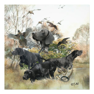 Deutscher Kurzzeiger Fotodruck