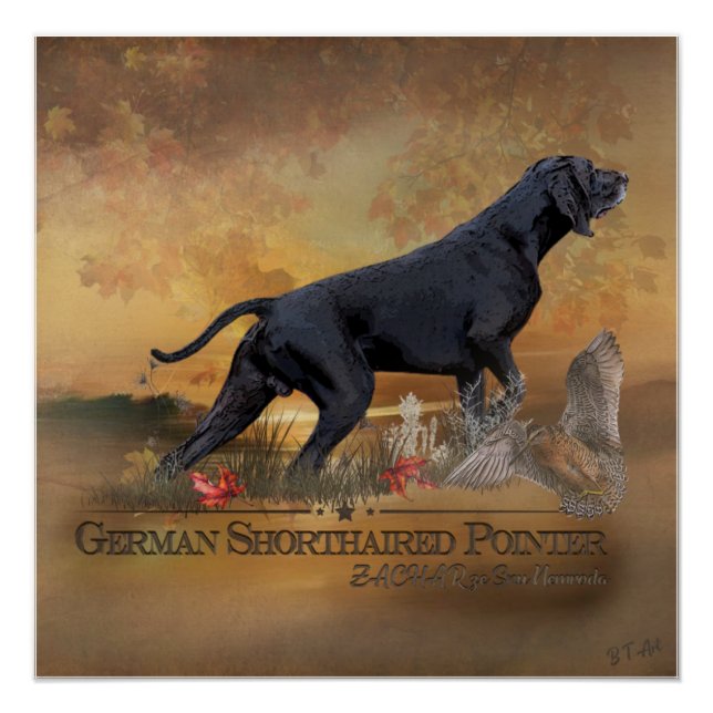 Deutscher Kurzzeiger, ZACHAR-Band Poster (Vorderseite)
