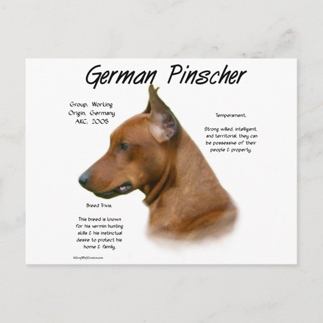 Deutscher Pinscher Geschichtsentwurf Postkarte (Vorderseite)