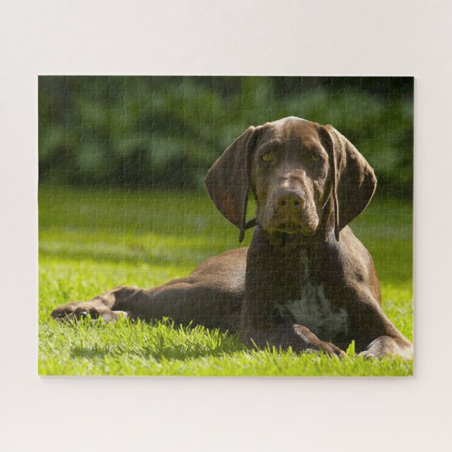 Deutscher Pointer Hund. Puzzle (Horizontal)
