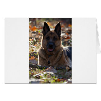 Deutscher Schäferhund