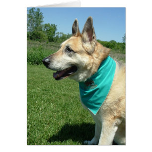 Deutscher Schäferhund