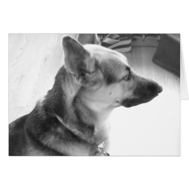 Deutscher Schäferhund (Vorderseite (Horizontal))