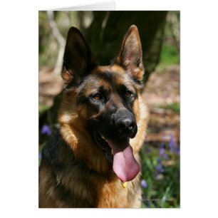 Deutscher Schäferhund