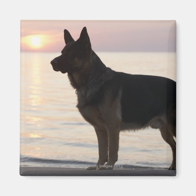 Deutscher Schäferhund auf Georgian Bay, Ontario, Magnet (Vorne)