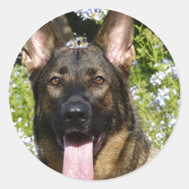 Deutscher Schäferhund Aufkleber (Vorderseite)