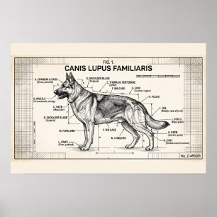 Deutscher Schäferhund Bauplan Poster