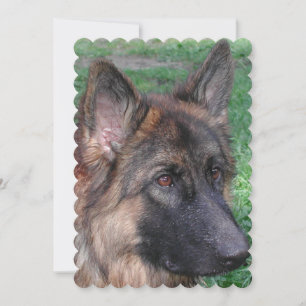 Deutscher Schäferhund Einladung