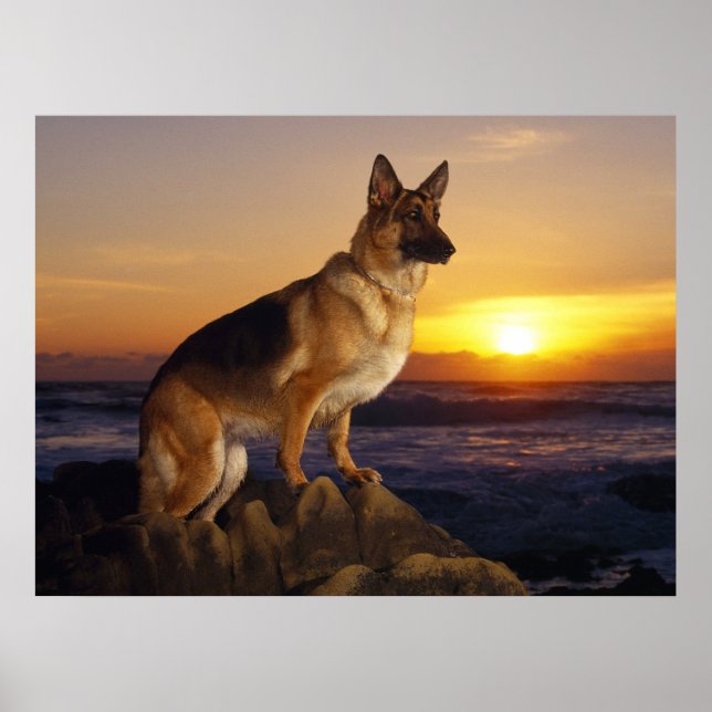 Deutscher Schäferhund, elsässisch, bei Sonnenunter Poster (Vorne)