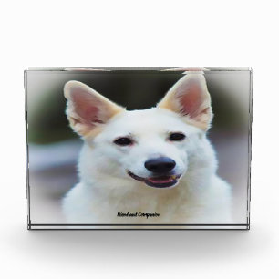 Deutscher Schäferhund. Fotoblock