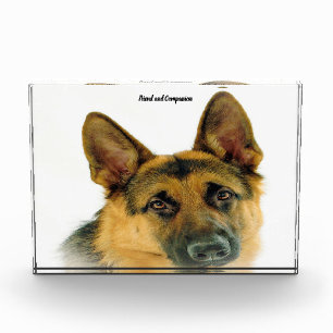 Deutscher Schäferhund. Fotoblock