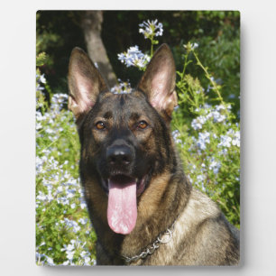 Deutscher Schäferhund Fotoplatte