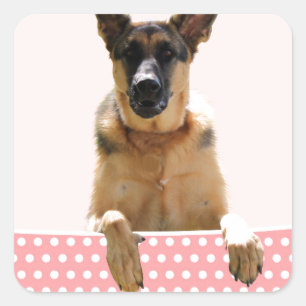 Deutscher Schäferhund Hund Pink Polka Dots Quadratischer Aufkleber