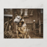 Deutscher Schäferhund in Gasmaske