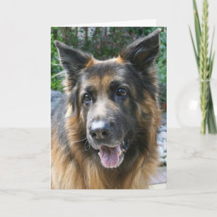 Deutscher Schäferhund Karte