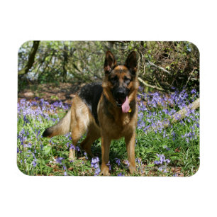 Deutscher Schäferhund legt ab Magnet