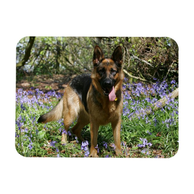 Deutscher Schäferhund legt ab Magnet (Horizontal)