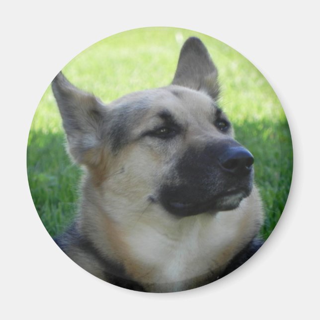 Deutscher Schäferhund Magnet (Vorne)