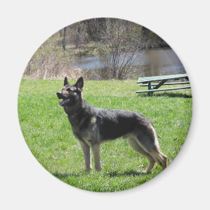 Deutscher Schäferhund Magnet