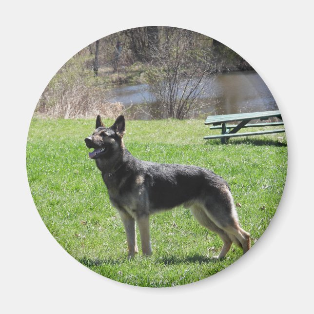 Deutscher Schäferhund Magnet (Vorne)