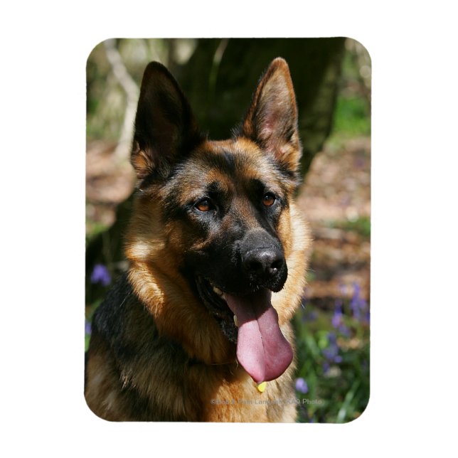 Deutscher Schäferhund Magnet (Vertikal)