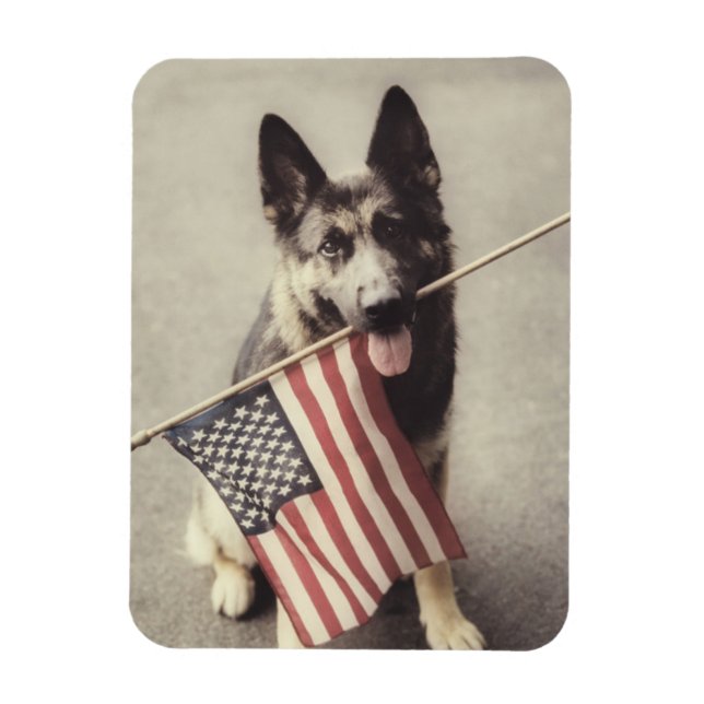 Deutscher Schäferhund mit US-Flagge Magnet (Vertikal)