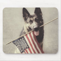 Deutscher Schäferhund mit US-Flagge