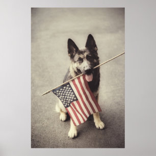 Deutscher Schäferhund mit US-Flagge Poster