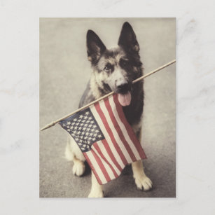 Deutscher Schäferhund mit US-Flagge Postkarte