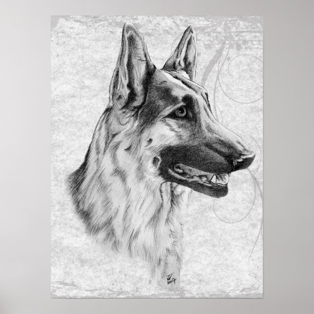 Deutscher Schäferhund Poster (Vorne)