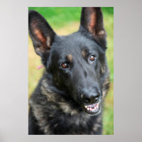 Deutscher Schäferhund