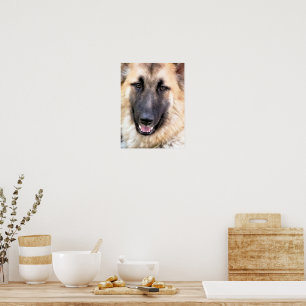 DEUTSCHER SCHÄFERHUND POSTER