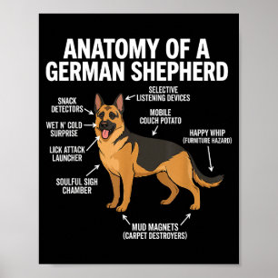 Deutscher Schäferhund  Poster